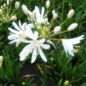AGAPANTHUS x Petit eskimo