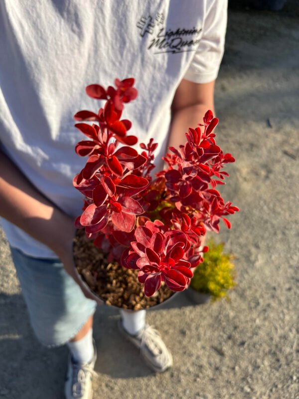BERBERIS thunbergii ruby star – Image 2
