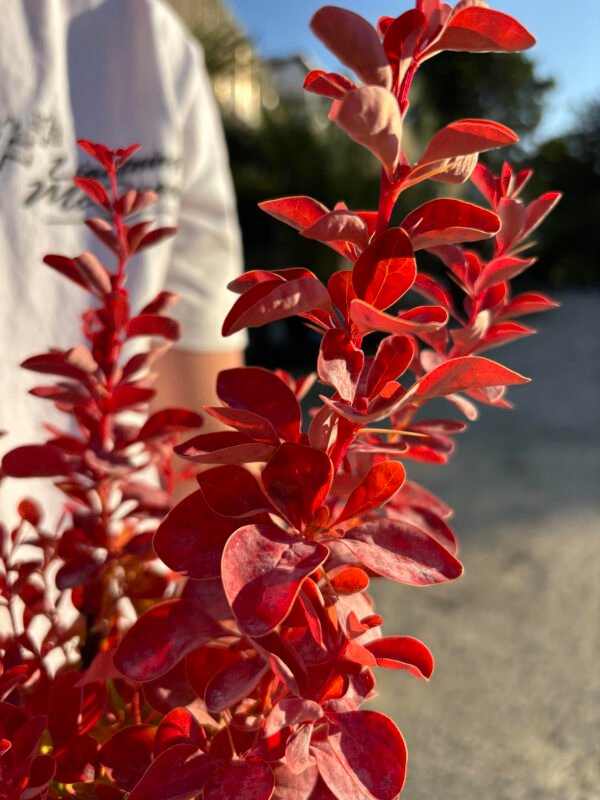 BERBERIS thunbergii ruby star – Image 3