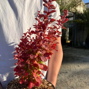 BERBERIS thunbergii ruby star