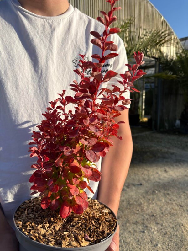 BERBERIS thunbergii ruby star