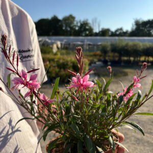 GAURA lindheimeri Everlast light pink