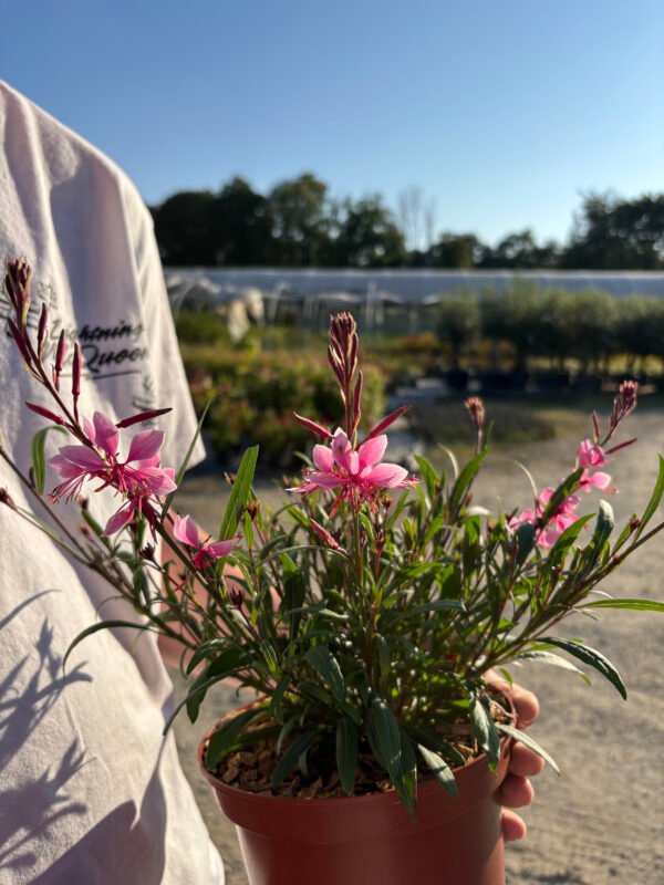 GAURA lindheimeri Everlast light pink