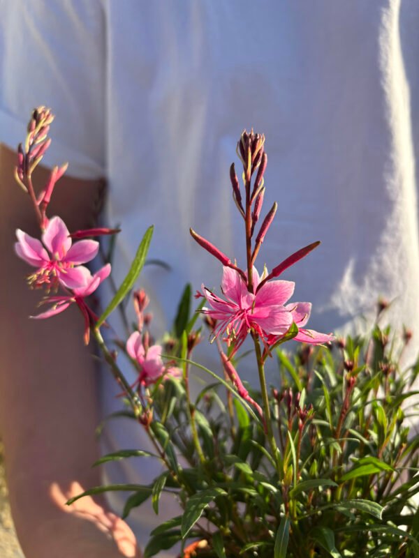 GAURA lindheimeri Everlast light pink – Image 2
