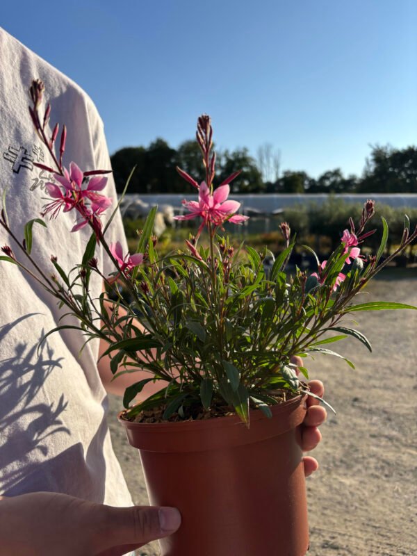 GAURA lindheimeri Everlast light pink – Image 3