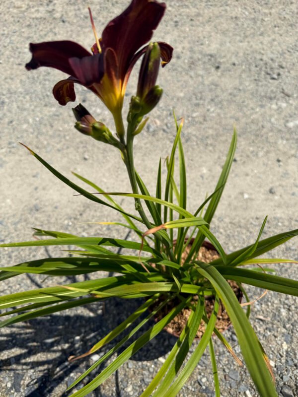 Hemerocallis ‘American Revolution’ – Image 3
