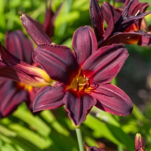 Hemerocallis ‘American Revolution’