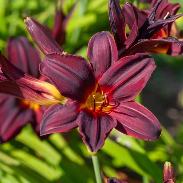 Hemerocallis ‘American Revolution’