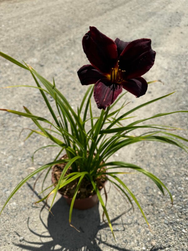 Hemerocallis ‘American Revolution’ – Image 2