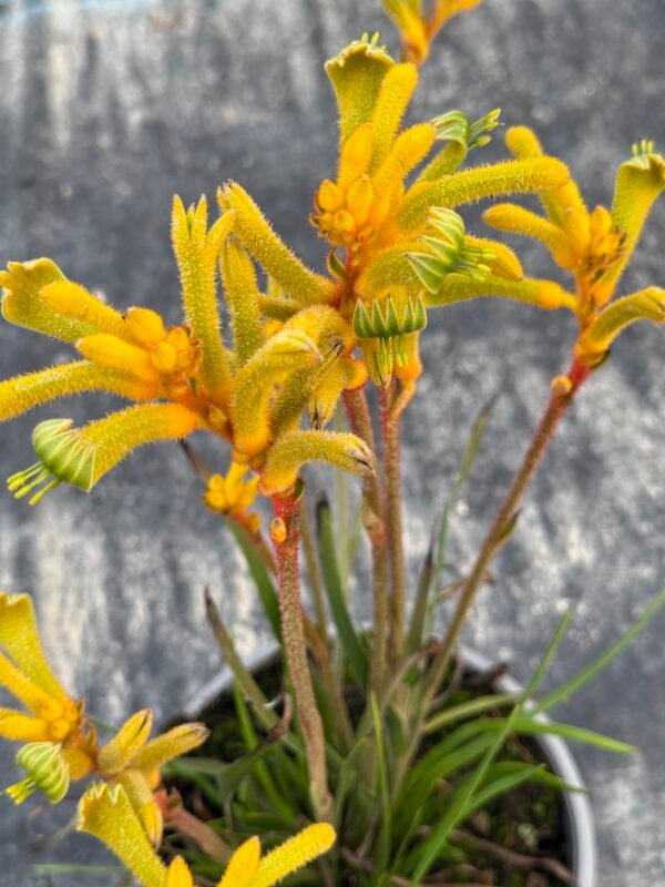 Anigozantos bush tenacity – Image 4