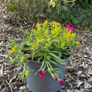 Delosperma Golden Fire