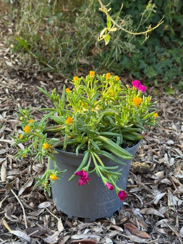 Delosperma Golden Fire
