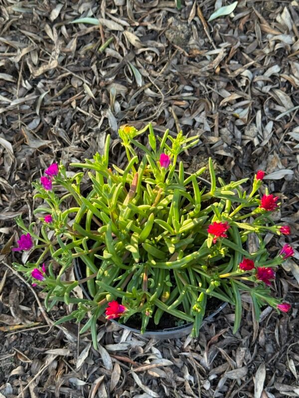 Delosperma Golden Fire – Image 2