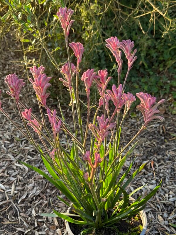 ANIGOZANTHOS bush pearl
