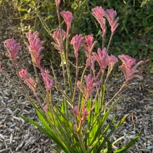 ANIGOZANTHOS bush pearl