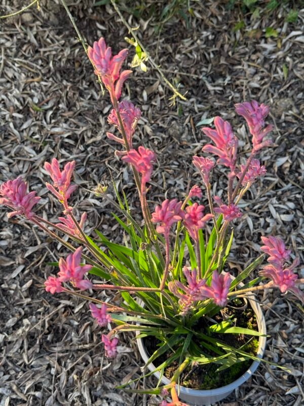 ANIGOZANTHOS bush pearl – Image 2