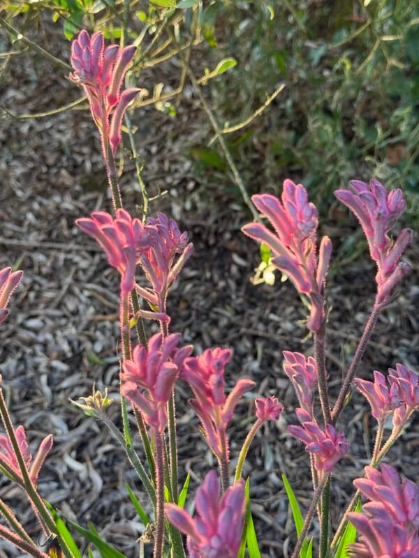 ANIGOZANTHOS bush pearl – Image 3