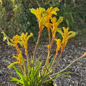 Anigozantos bush tenacity