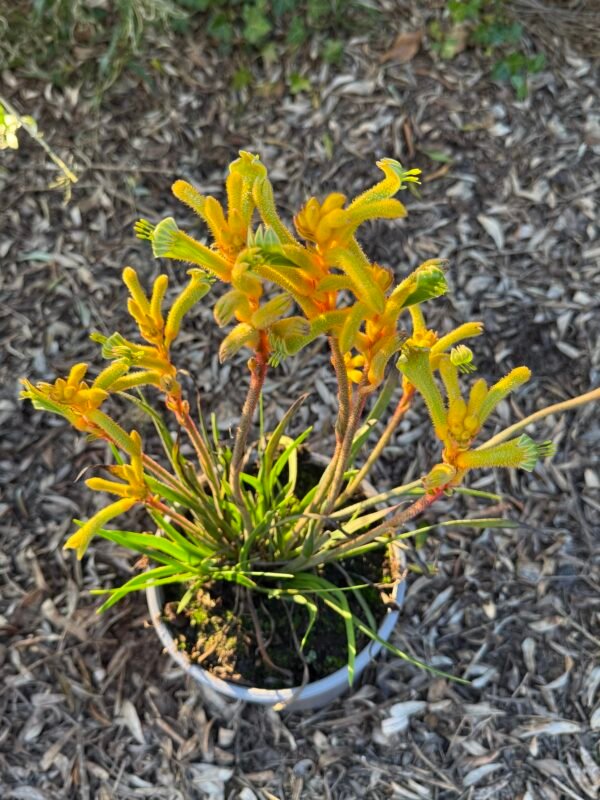 Anigozantos bush tenacity – Image 2
