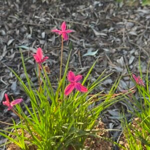 Rhodohypoxis milloides Paula