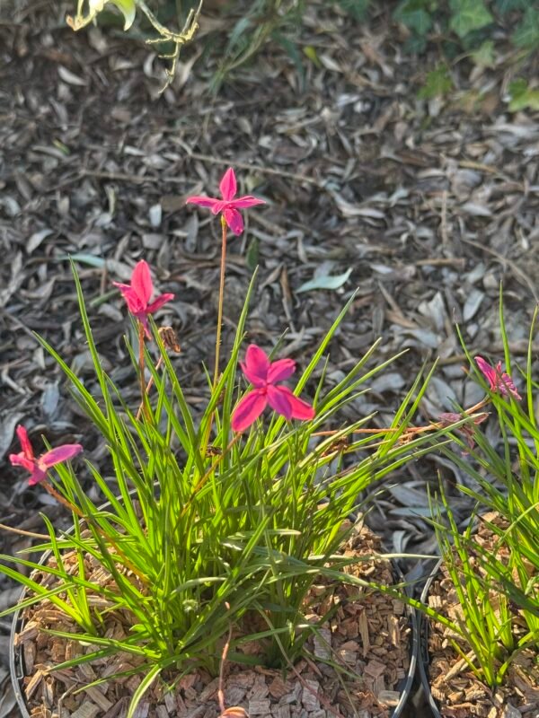 Rhodohypoxis milloides Paula