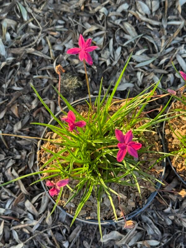 Rhodohypoxis milloides Paula – Image 2