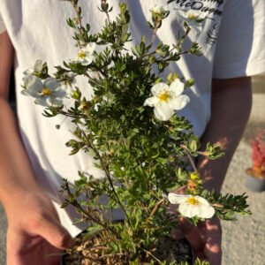 POTENTILLE fruticosa Abbotswood 2 POTENTILLE fruticosa Abbotswood