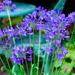 AGAPENTHUS X Brillant blue