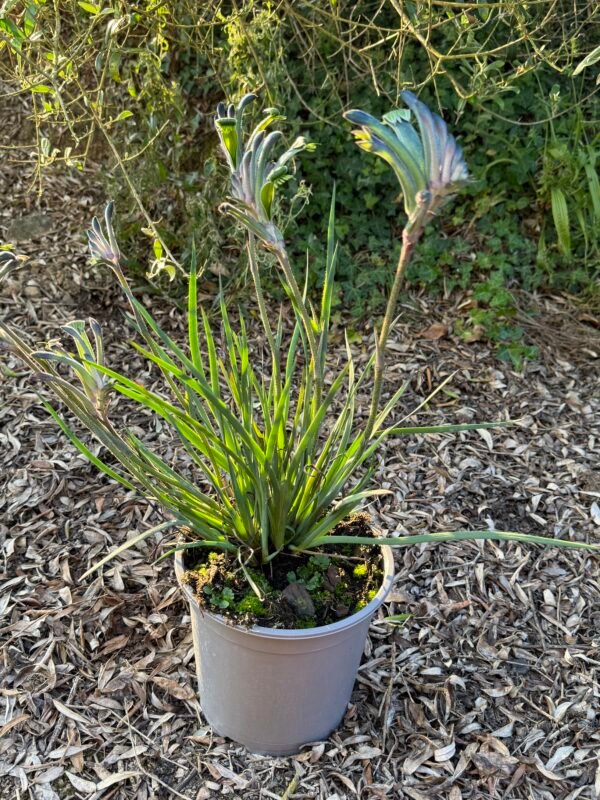 ANIGOZANTHOS celebration Masquerade