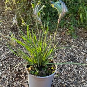 ANIGOZANTHOS celebration Masquerade