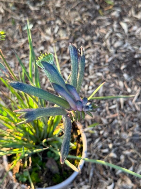 ANIGOZANTHOS celebration Masquerade – Image 3