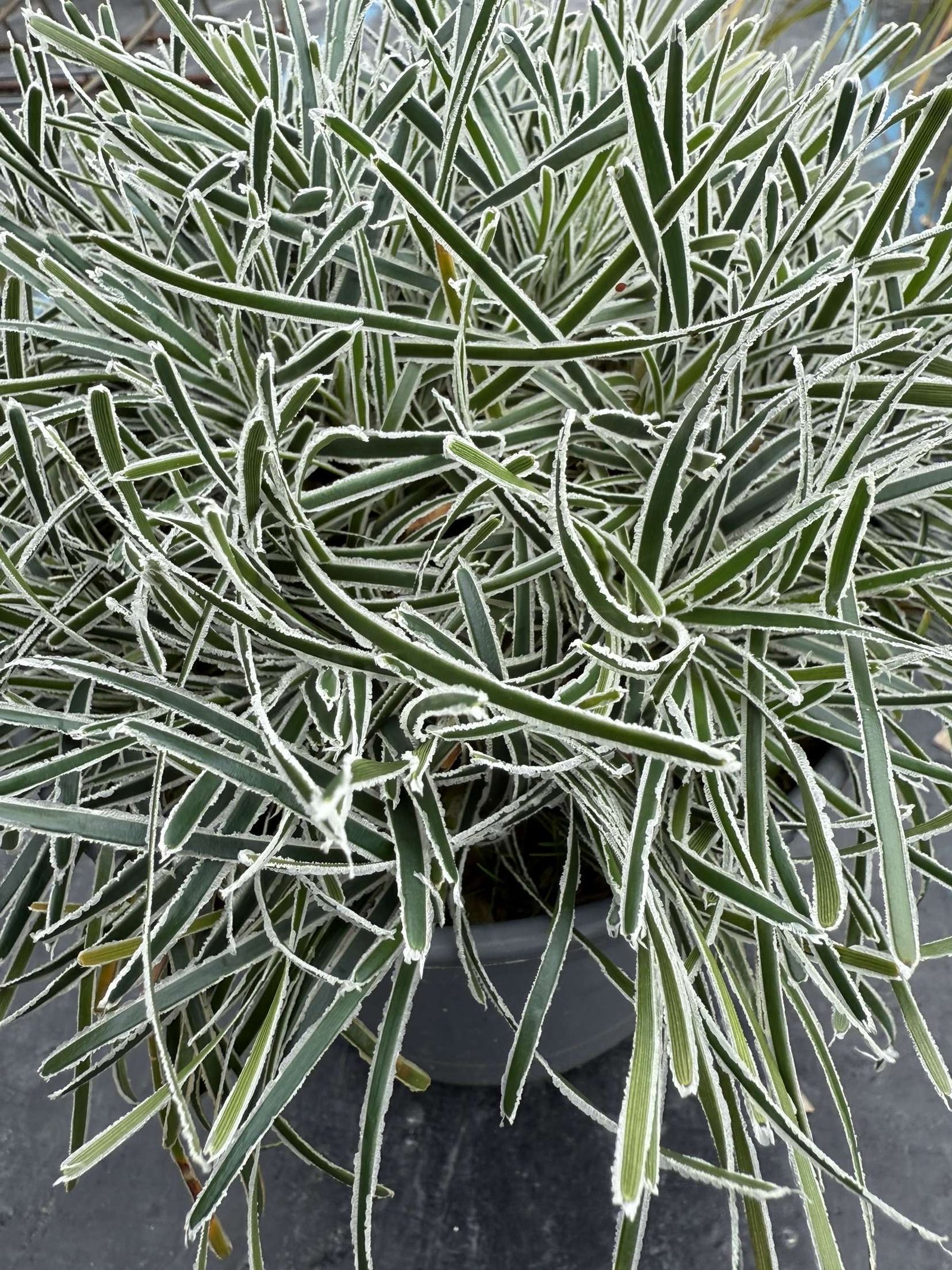 ficinia truncata 'ice crystal' – Image 2