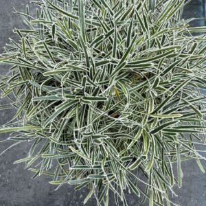 IMG_5778 ficinia truncata 'ice crystal'