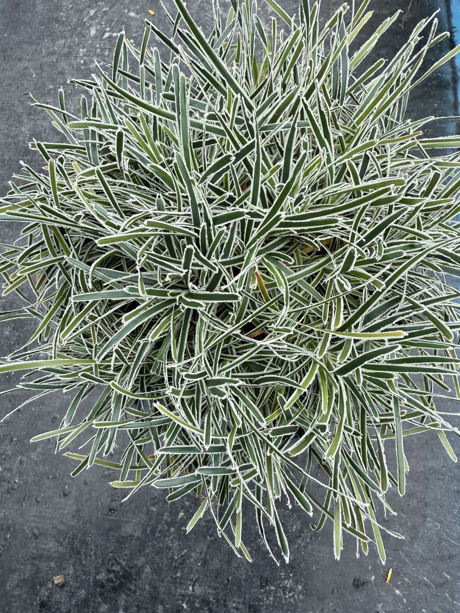 ficinia truncata 'ice crystal'