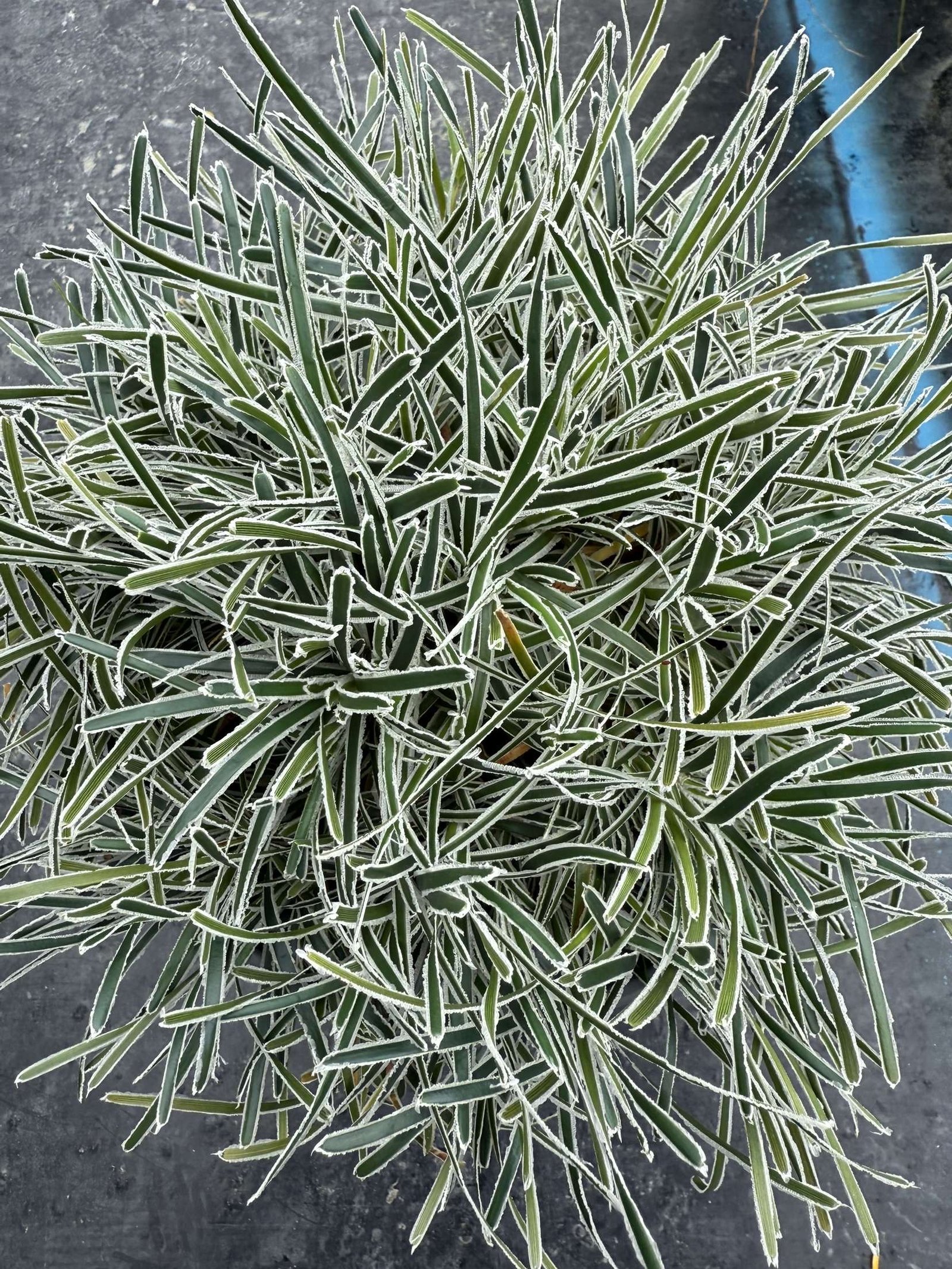 ficinia truncata 'ice crystal' – Image 3