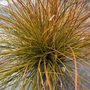 IMG_5781 carex testacea