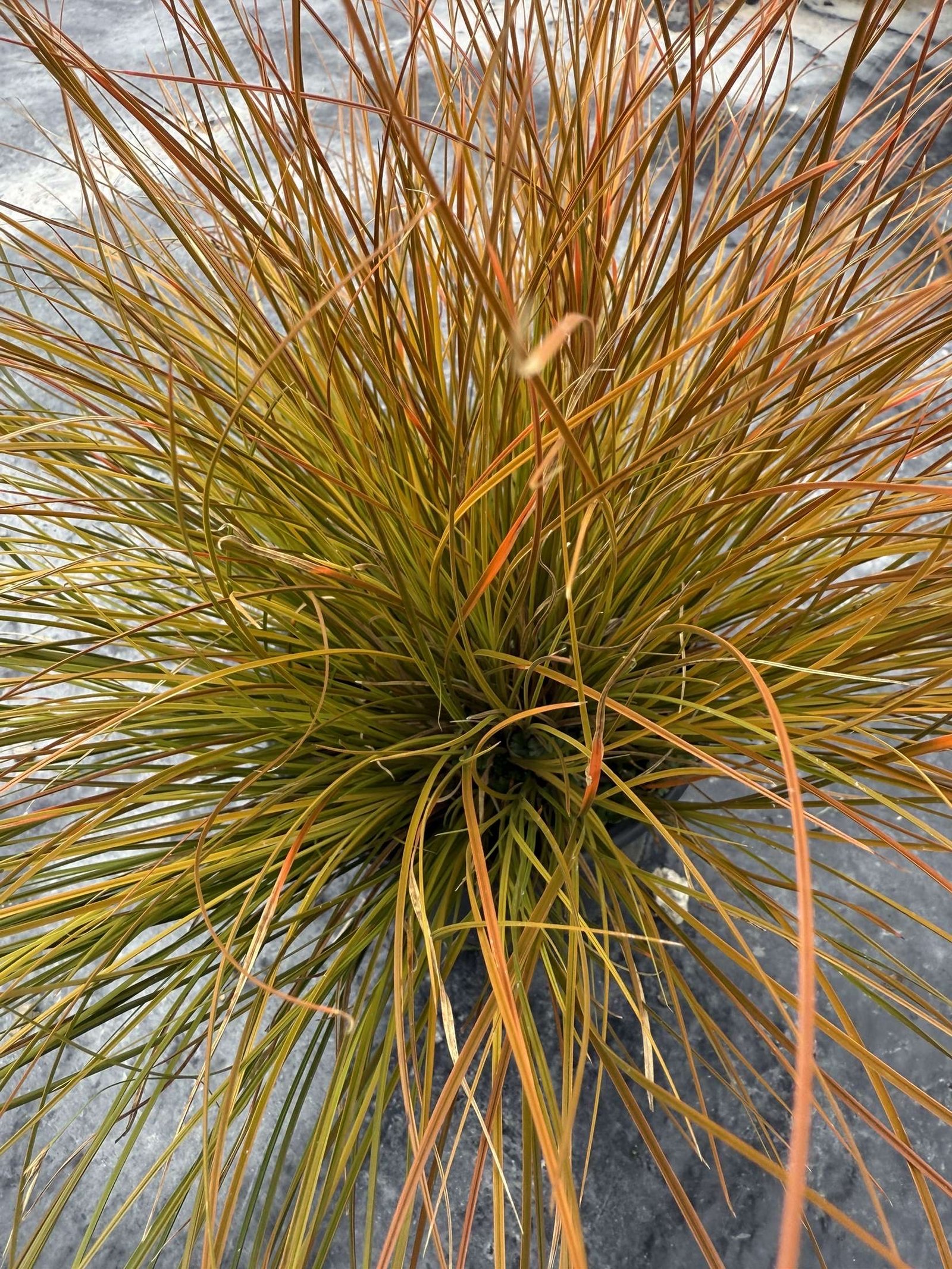 carex testacea