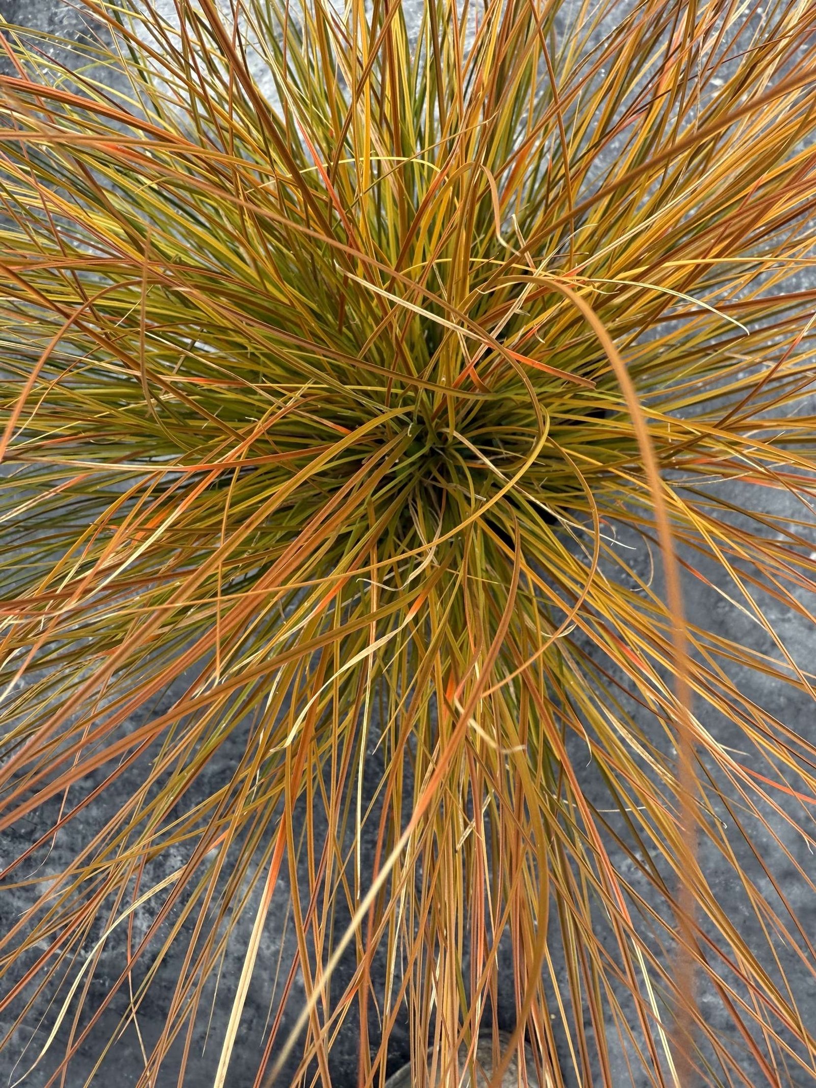 carex testacea – Image 3