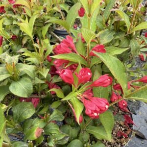 IMG_5785 (1) weigela all summer red