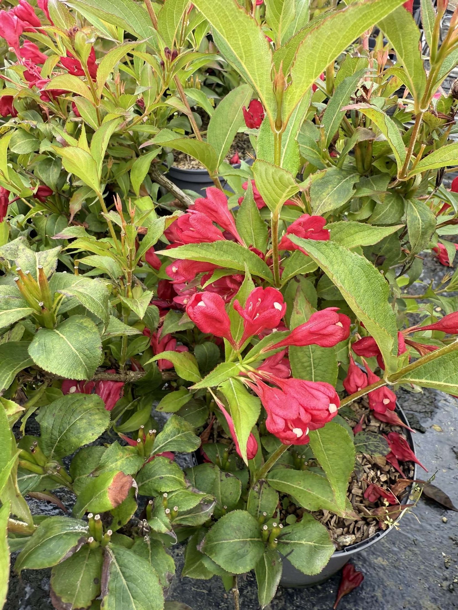 weigela all summer red