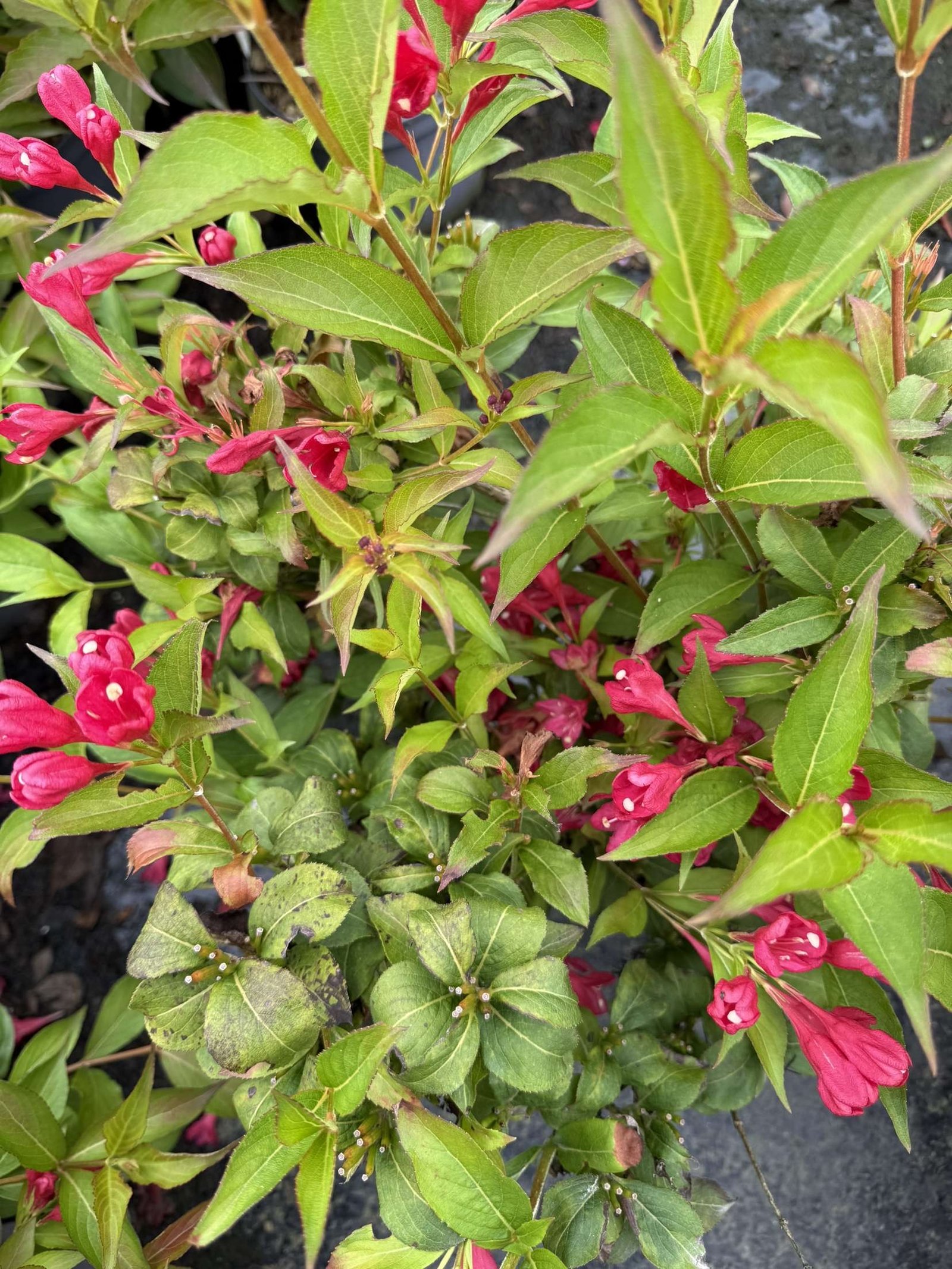 weigela all summer red – Image 2