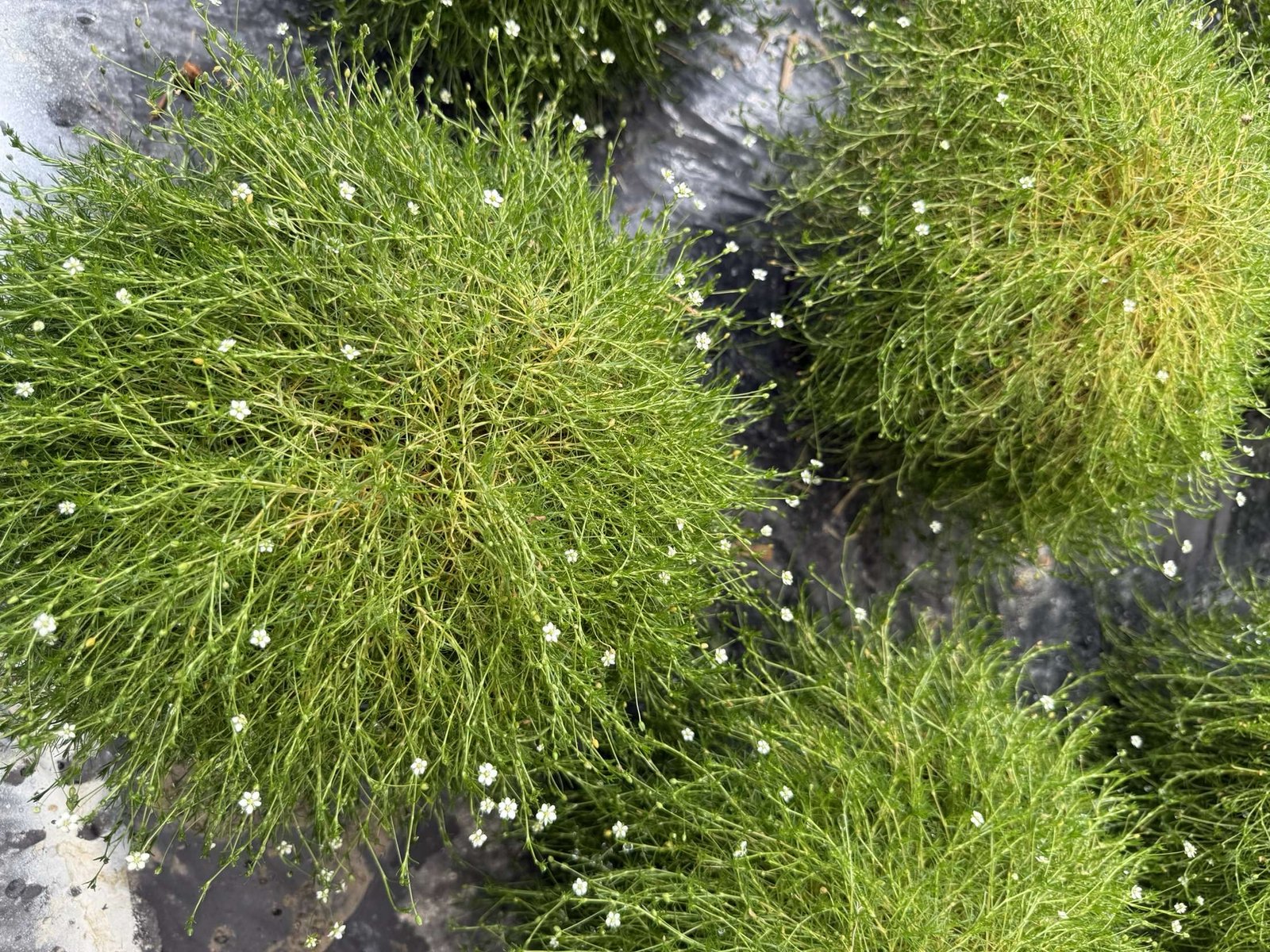 sagina subulata aurea irish – Image 2