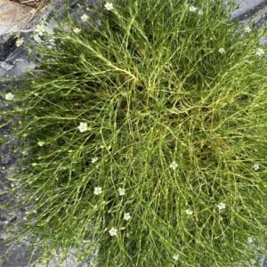 IMG_5794 sagina subulata aurea irish