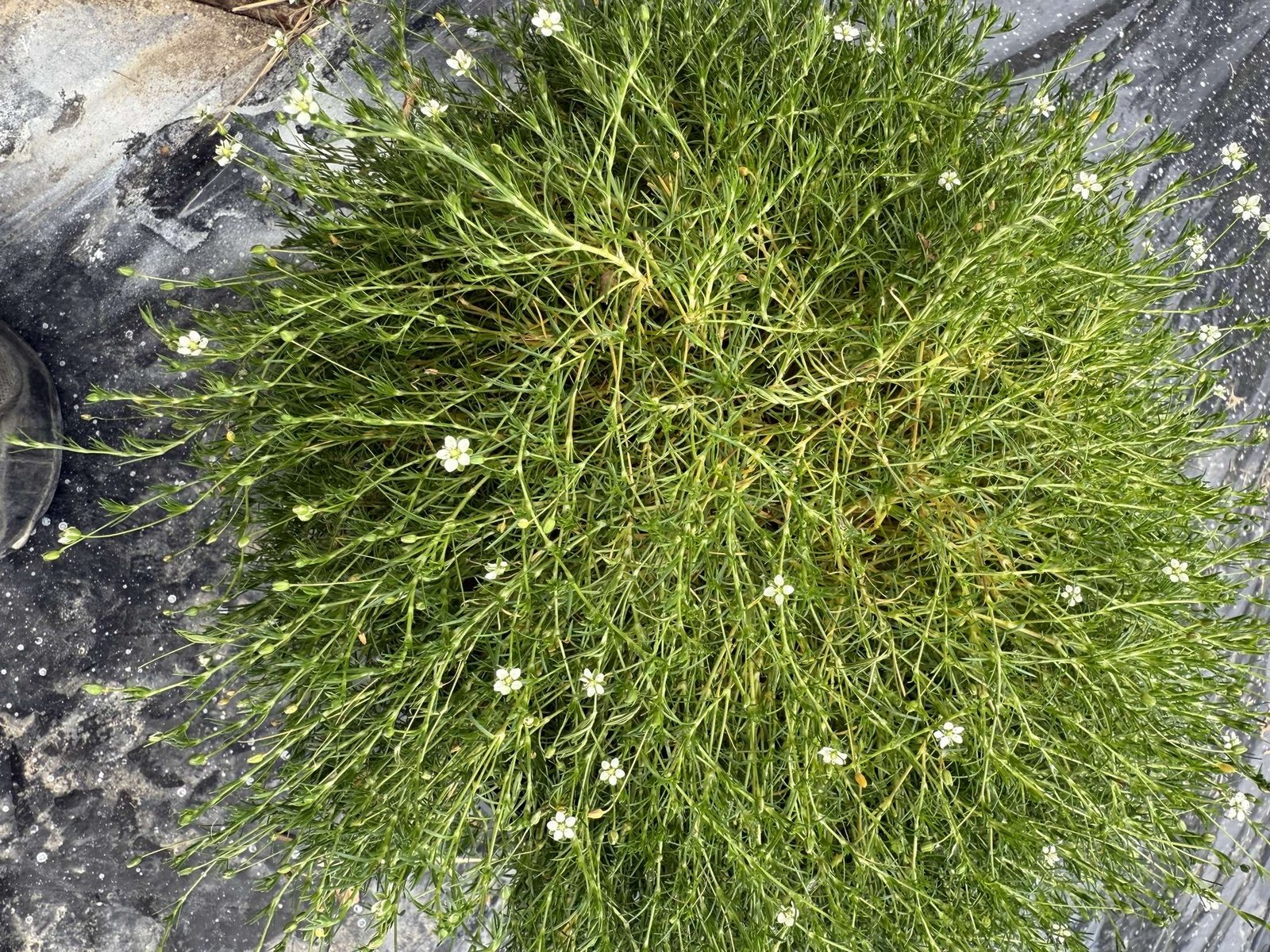 sagina subulata aurea irish