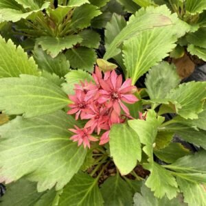 IMG_5796 mukgenia nova flame