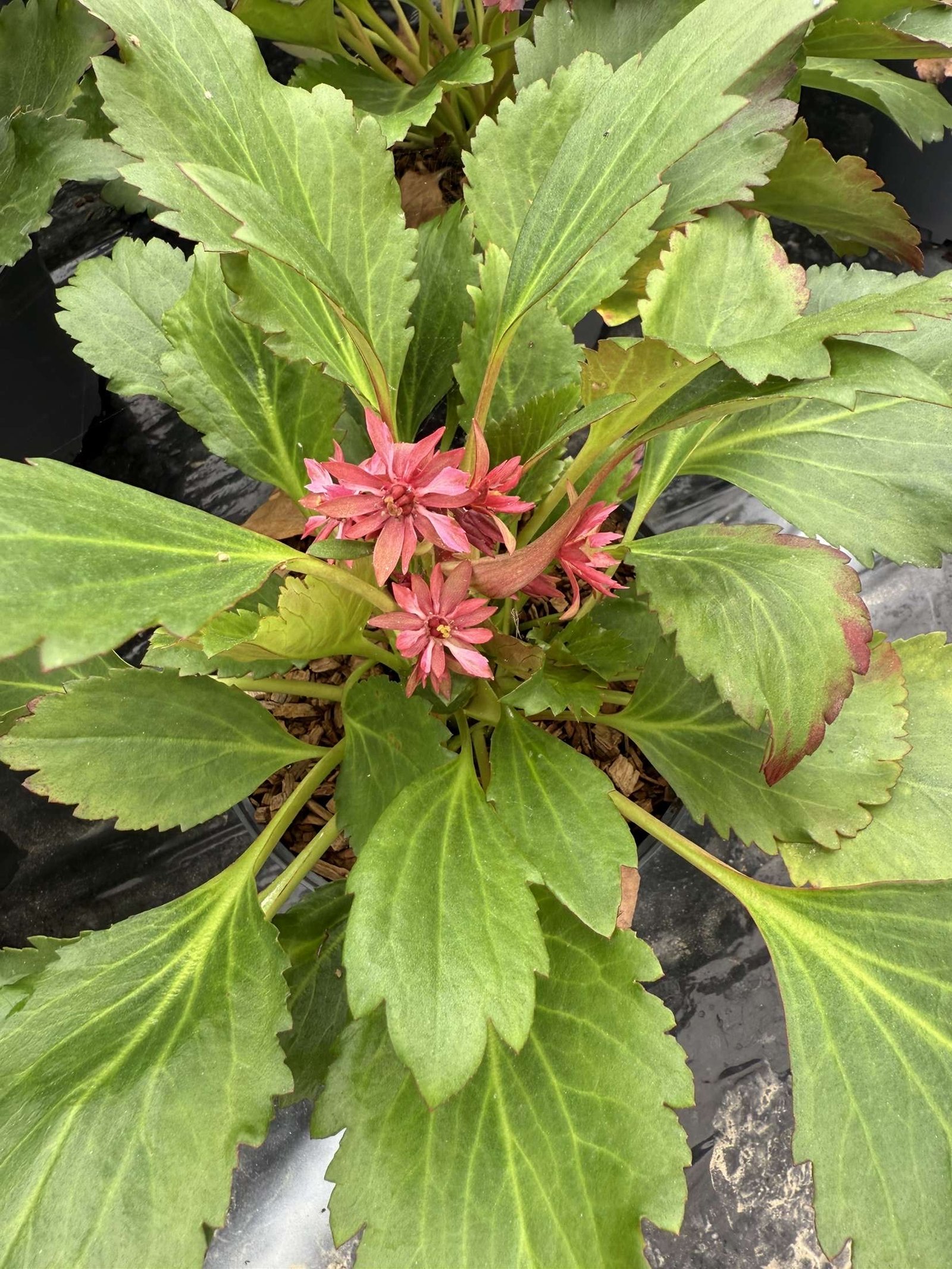 mukgenia nova flame – Image 3