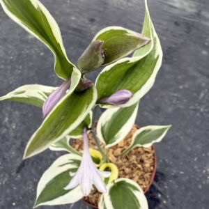 IMG_5800 hosta fortunei patriot