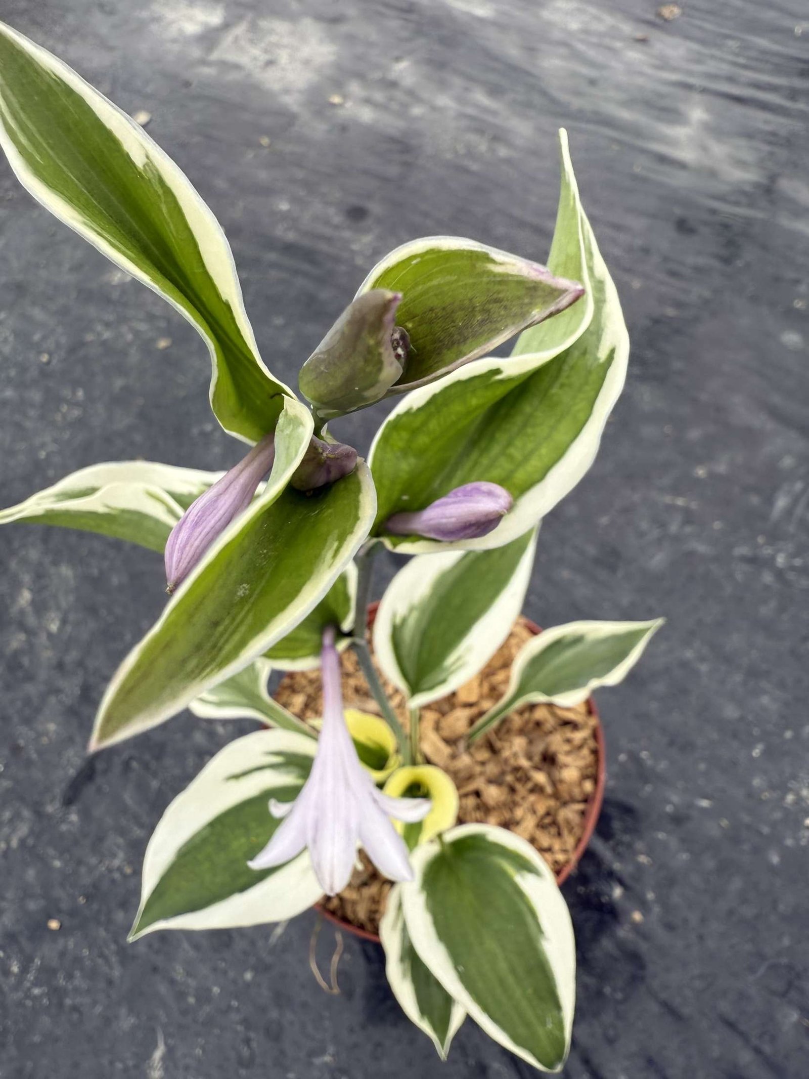 hosta fortunei patriot