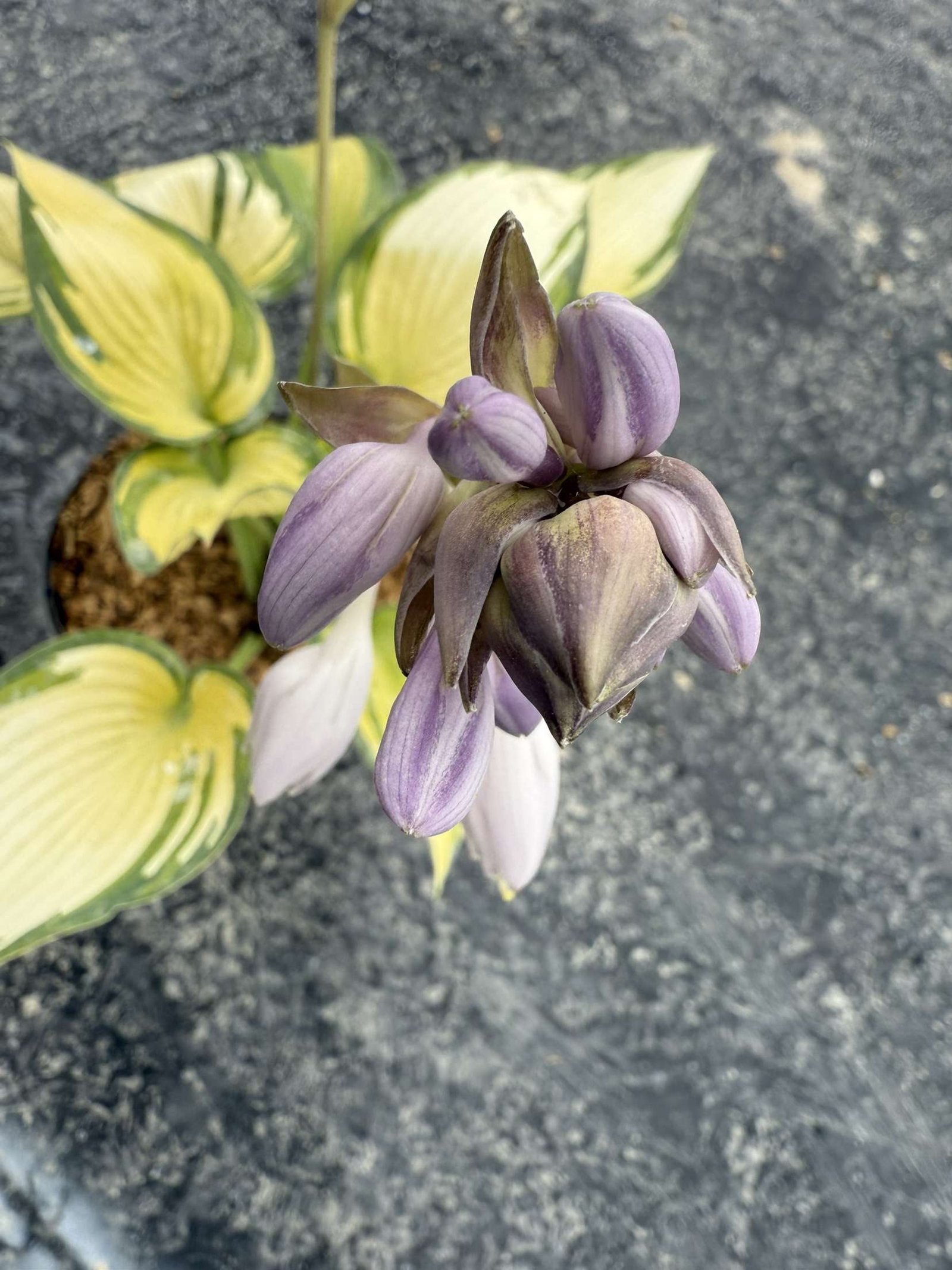 hosta tardiana june – Image 2