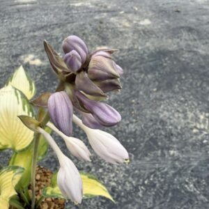 IMG_5808 hosta tardiana june